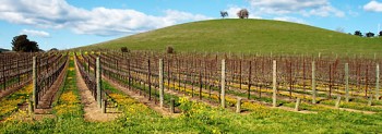 A Napa vineyard