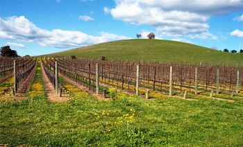 Napa Valley vineyard